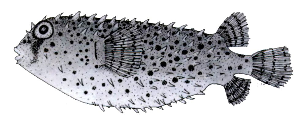 Chilomycterus reticulatus_01.jpg